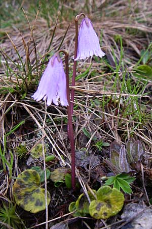 Soldanella pusilla \ Kleines Alpenglckchen / Dwarf Soldanella, Dwarf Snowbell, A Obertauern 8.6.2008
