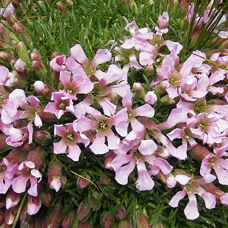 Saponaria pumila \ Niedriges Seifenkraut / Dwarf Soapwort, A Malta - Tal / Valley 19.7.2010