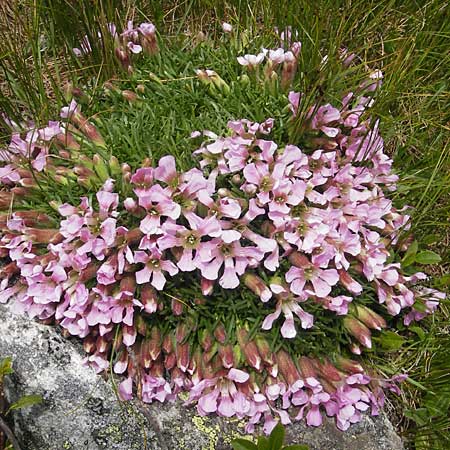 Saponaria pumila \ Niedriges Seifenkraut / Dwarf Soapwort, A Malta - Tal / Valley 19.7.2010