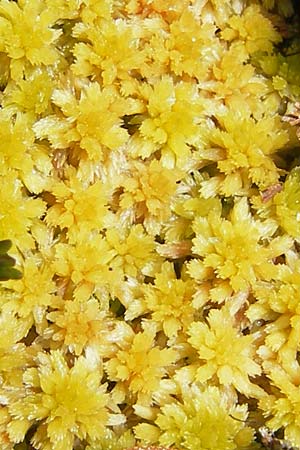 Sphagnum pulchrum ? \ Sch&ouml;nes Torfmoos / Beautiful Sphagnum, A Malta - Tal / Valley 19.7.2010