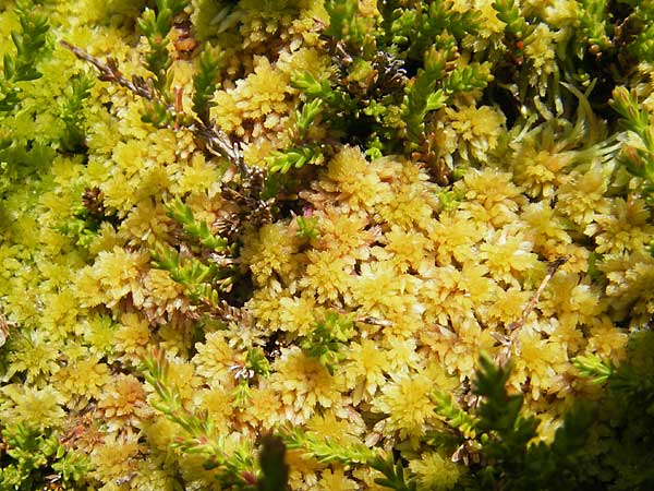 Sphagnum pulchrum ? \ Sch&ouml;nes Torfmoos / Beautiful Sphagnum, A Malta - Tal / Valley 19.7.2010