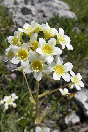 Saxifraga paniculata \ Rispen-Steinbrech, Trauben-Steinbrech / Livelong Saxifrage, A Dachstein 20.7.2010