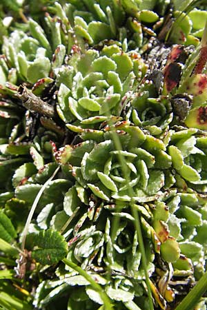 Saxifraga paniculata \ Rispen-Steinbrech, Trauben-Steinbrech / Livelong Saxifrage, A Dachstein 20.7.2010