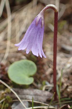 Soldanella pusilla \ Kleines Alpenglckchen / Dwarf Soldanella, Dwarf Snowbell, A Kärnten/Carinthia, Koralpe 21.5.2016