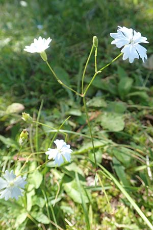 Silene quadrifida \ Alpen-Strahlensame / Alpine Catchfly, A Kärnten/Carinthia, Petzen 8.8.2016