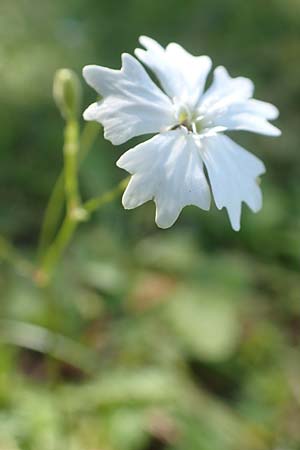Silene quadrifida \ Alpen-Strahlensame / Alpine Catchfly, A Kärnten/Carinthia, Petzen 8.8.2016