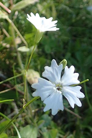Silene quadrifida \ Alpen-Strahlensame / Alpine Catchfly, A Kärnten/Carinthia, Petzen 8.8.2016