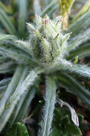 Saussurea pygmaea \ Zwerg-Alpenscharte / Dwarf Saussurea, A Trenchtling 3.7.2019