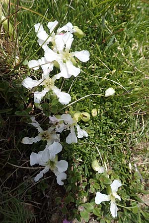Saponaria pumila \ Niedriges Seifenkraut / Dwarf Soapwort, A Osttirol, Golzentipp 11.7.2019