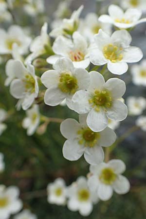 Saxifraga paniculata \ Rispen-Steinbrech, Trauben-Steinbrech / Livelong Saxifrage, A Osttirol, Porze 13.7.2019