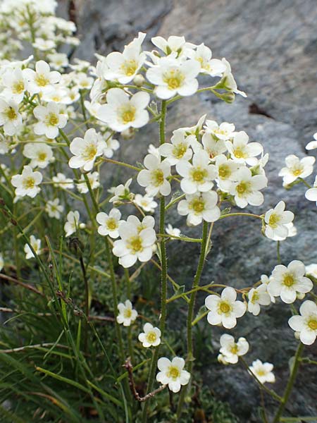 Saxifraga paniculata \ Rispen-Steinbrech, Trauben-Steinbrech / Livelong Saxifrage, A Osttirol, Porze 13.7.2019