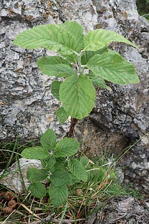 Sorbus graeca \ Griechische Mehlbeere / Balkan Whitebeam, A Orthof am Semmering 29.6.2020