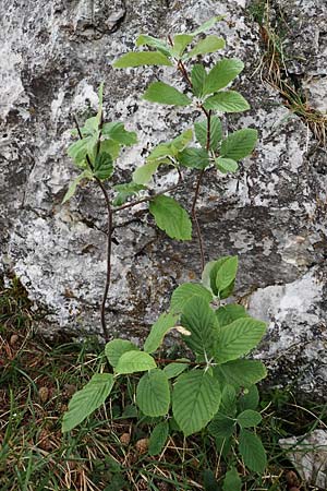 Sorbus graeca \ Griechische Mehlbeere / Balkan Whitebeam, A Orthof am Semmering 29.6.2020