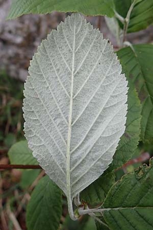 Sorbus graeca \ Griechische Mehlbeere / Balkan Whitebeam, A Orthof am Semmering 29.6.2020