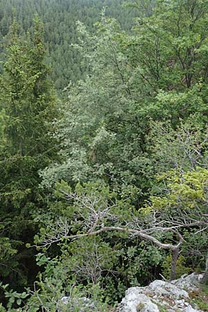 Sorbus graeca \ Griechische Mehlbeere / Balkan Whitebeam, A Orthof am Semmering 29.6.2020