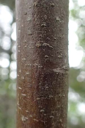 Sorbus graeca \ Griechische Mehlbeere / Balkan Whitebeam, A Orthof am Semmering 29.6.2020