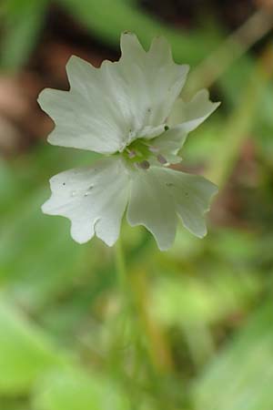 Silene quadrifida \ Alpen-Strahlensame / Alpine Catchfly, A Mürzsteg Rosslochklamm 3.7.2020