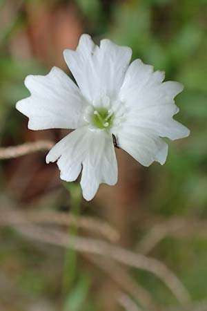Silene quadrifida \ Alpen-Strahlensame / Alpine Catchfly, A Mürzsteg Rosslochklamm 3.7.2020