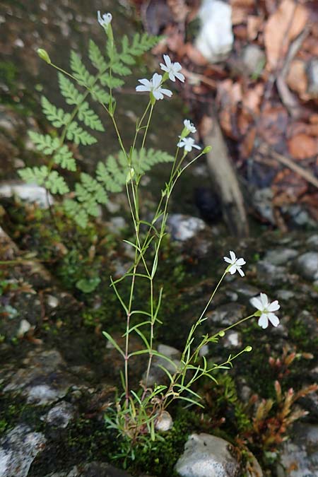 Silene pusilla \ Vierzhniger Strahlensame, Kleines Leimkraut / Alpine Catchfly, A Mürzsteg Rosslochklamm 3.7.2020
