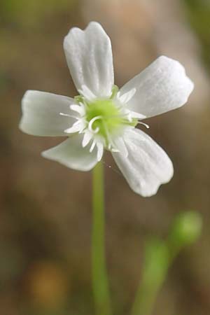 Silene pusilla \ Vierzhniger Strahlensame, Kleines Leimkraut / Alpine Catchfly, A Mürzsteg Rosslochklamm 3.7.2020