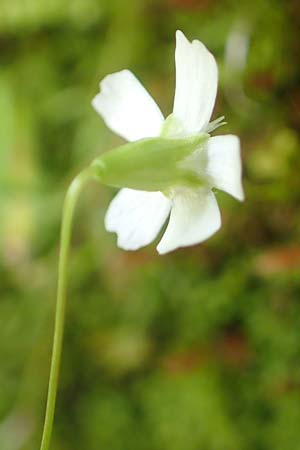 Silene pusilla \ Vierzhniger Strahlensame, Kleines Leimkraut / Alpine Catchfly, A Mürzsteg Rosslochklamm 3.7.2020