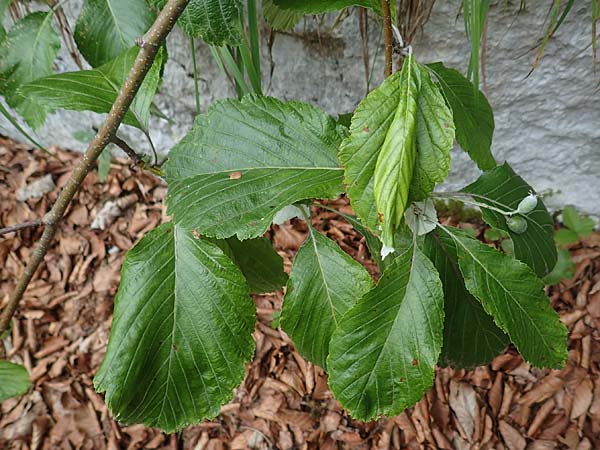 Sorbus aria \ Echte Mehlbeere / Whitebeam, A Toplitz-See 6.7.2020