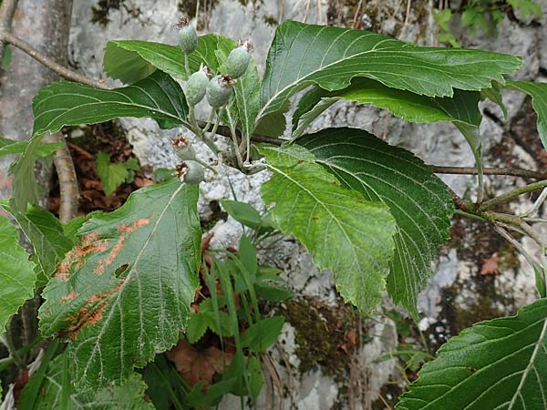 Sorbus aria \ Echte Mehlbeere / Whitebeam, A Toplitz-See 6.7.2020