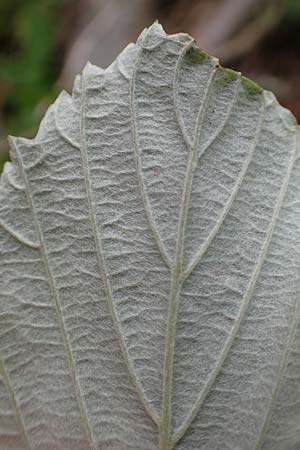 Sorbus aria \ Echte Mehlbeere / Whitebeam, A Toplitz-See 6.7.2020