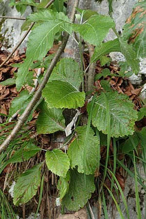 Sorbus aria \ Echte Mehlbeere / Whitebeam, A Toplitz-See 6.7.2020