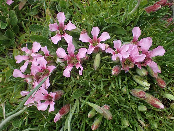 Saponaria pumila \ Niedriges Seifenkraut / Dwarf Soapwort, A Seckauer Tauern, Brandst&auml;tter T&ouml;rl 1.7.2021