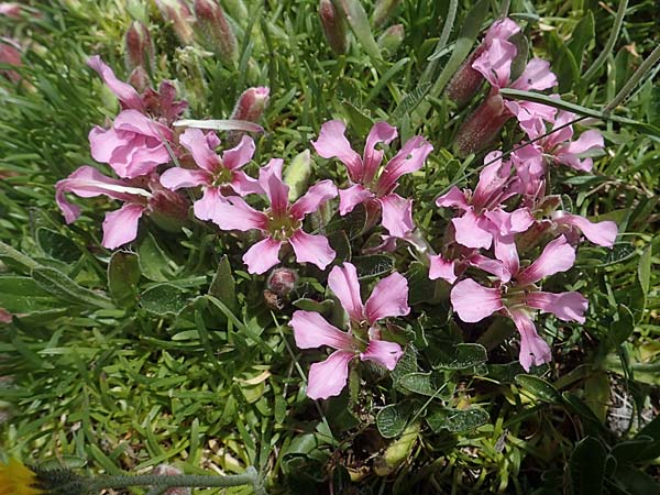 Saponaria pumila \ Niedriges Seifenkraut / Dwarf Soapwort, A Seckauer Tauern, Brandst&auml;tter T&ouml;rl 1.7.2021