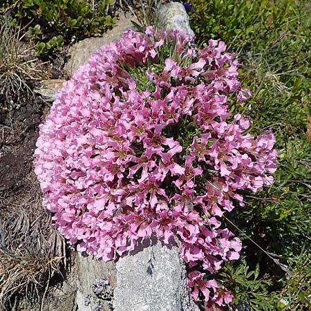 Saponaria pumila \ Niedriges Seifenkraut / Dwarf Soapwort, A W&ouml;lzer Tauern, Kleiner Zinken 24.7.2021