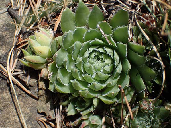 Sempervivum globiferum subsp. hirtum \ Behaarte Fransenhauswurz / Hairy Hen-and-Chicks, A Kraubath (Mur) 25.7.2021
