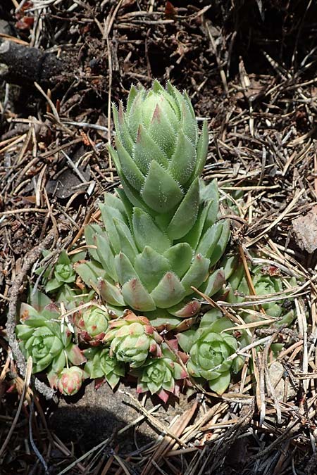 Sempervivum globiferum subsp. hirtum \ Behaarte Fransenhauswurz / Hairy Hen-and-Chicks, A Kraubath (Mur) 25.7.2021