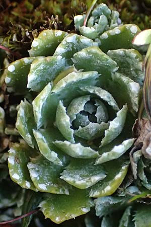 Saxifraga paniculata \ Rispen-Steinbrech, Trauben-Steinbrech / Livelong Saxifrage, A Wölzer Tauern, Hohenwart 29.7.2021