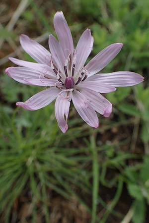 Scorzonera purpurea \ Purpur-Schwarzwurzel / Purple Viper's Grass, A Perchtoldsdorf 7.5.2022