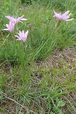 Scorzonera purpurea \ Purpur-Schwarzwurzel / Purple Viper's Grass, A Perchtoldsdorf 7.5.2022