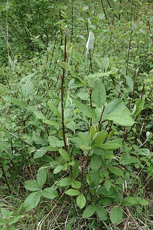 Sorbus graeca \ Griechische Mehlbeere / Balkan Whitebeam, A Perchtoldsdorf 7.5.2022