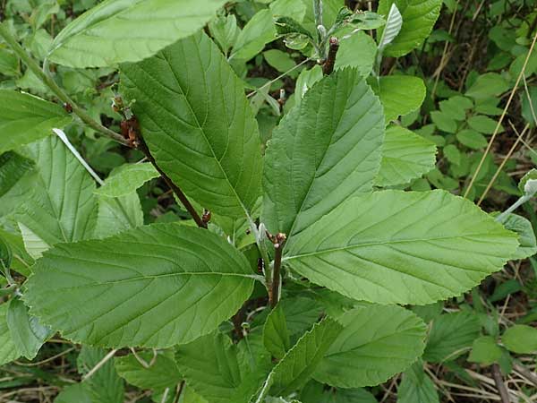 Sorbus graeca \ Griechische Mehlbeere / Balkan Whitebeam, A Perchtoldsdorf 7.5.2022