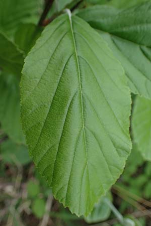 Sorbus graeca \ Griechische Mehlbeere / Balkan Whitebeam, A Perchtoldsdorf 7.5.2022
