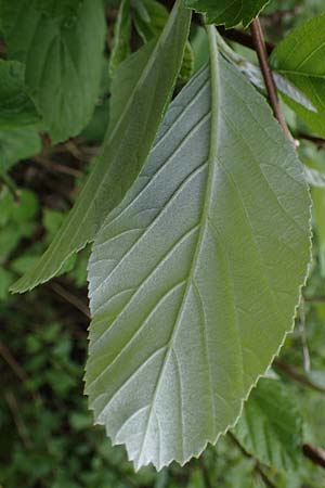 Sorbus graeca \ Griechische Mehlbeere / Balkan Whitebeam, A Perchtoldsdorf 7.5.2022