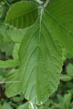 Sorbus graeca \ Griechische Mehlbeere / Balkan Whitebeam, A Perchtoldsdorf 7.5.2022