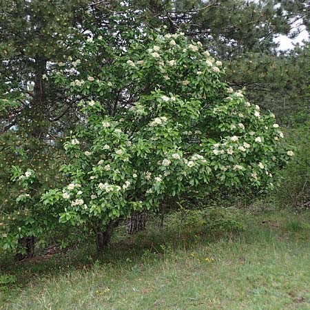 Sorbus graeca \ Griechische Mehlbeere / Balkan Whitebeam, A Perchtoldsdorf 7.5.2022