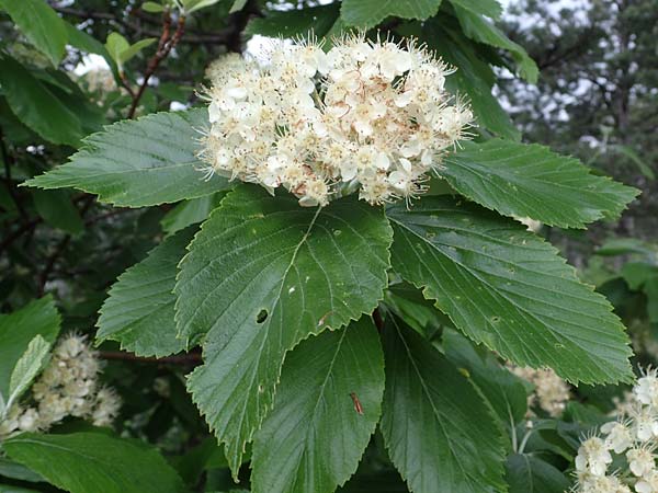 Sorbus graeca \ Griechische Mehlbeere / Balkan Whitebeam, A Perchtoldsdorf 7.5.2022