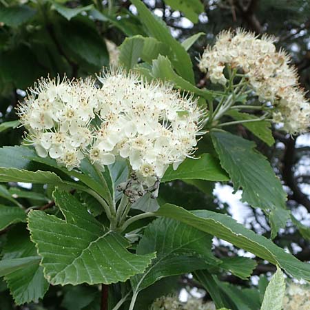 Sorbus graeca \ Griechische Mehlbeere / Balkan Whitebeam, A Perchtoldsdorf 7.5.2022
