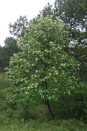 Sorbus graeca \ Griechische Mehlbeere / Balkan Whitebeam, A Perchtoldsdorf 7.5.2022
