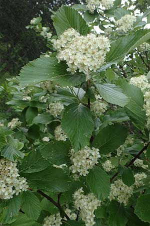 Sorbus graeca \ Griechische Mehlbeere / Balkan Whitebeam, A Perchtoldsdorf 7.5.2022