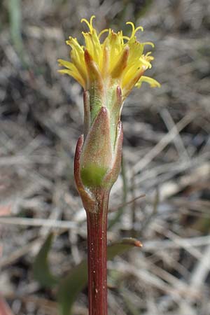 Scorzonera parviflora \ Kleinbltige Schwarzwurzel, A Seewinkel, Podersdorf 9.5.2012