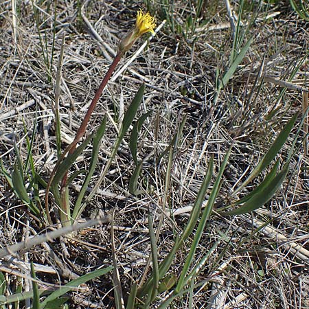 Scorzonera parviflora \ Kleinbltige Schwarzwurzel, A Seewinkel, Podersdorf 9.5.2012