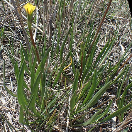 Scorzonera parviflora \ Kleinbltige Schwarzwurzel, A Seewinkel, Podersdorf 9.5.2012